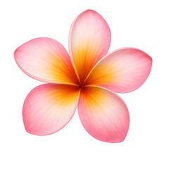 frangipani flower isolated on white