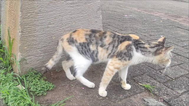 A calico cat is a domestic cat of any breed that has a tri-colored coat.
