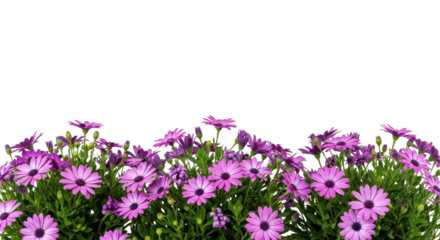 Purple daisy flowers in a row for spring background isolated PNG with Transparent Background
