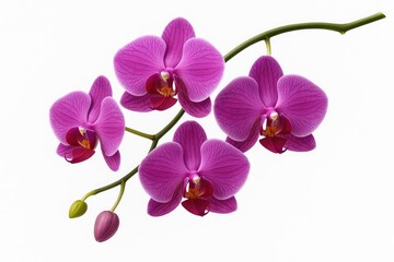 Naklejka premium Elegant purple orchid bloom dangling from a stem against a white backdrop