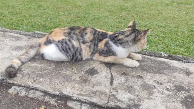 A calico cat is a domestic cat of any breed that has a tri-colored coat.