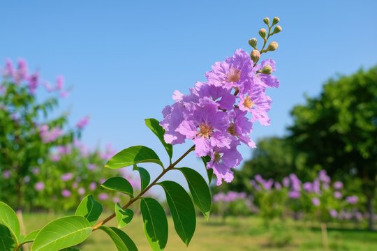 Violet Inthanin blossom blooming in a lush garden during sunny weather