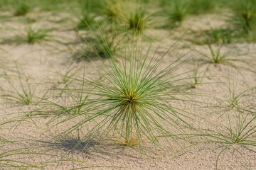 Fototapeta premium Coastal tropical plant thriving on sandy shores