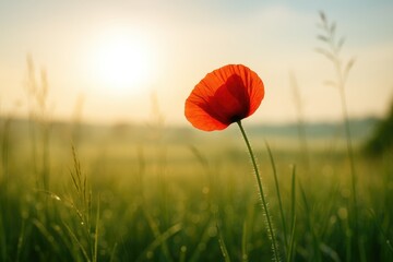 Morning sunlight illuminating poppies