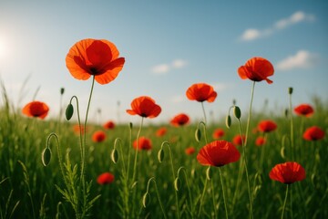 Background featuring vibrant poppies