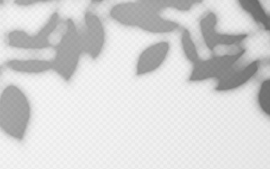 Abstract shadow overlay from foliage tree branch on a transparent background.