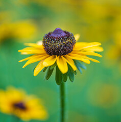 Closeup of a Beautiful Yellow Rudbeckia Coneflower With a Green and Yellow Blurred Bokeh Background