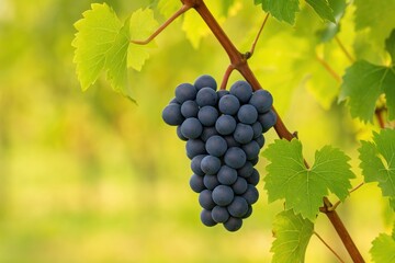 Fototapeta premium Cluster of Regent grapes suspended from a vine
