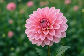 Crimson Blossom of a Pink Dahlia