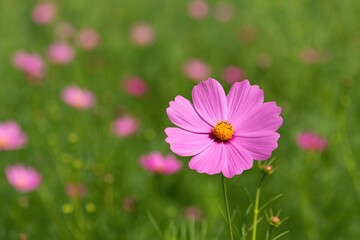 Fototapeta premium Soft pink cosmos flowers against a natural setting