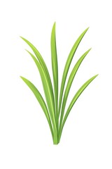 Obraz premium Culinary lemongrass herbs leaf illustration design plant.