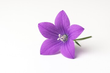 Lavender Blossom, Symbol of Romance