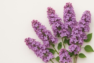 Obraz premium Light background featuring purple lilac blossoms