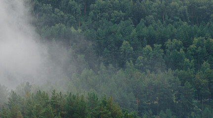 Misty forest landscape with dense greenery and foggy atmosphere