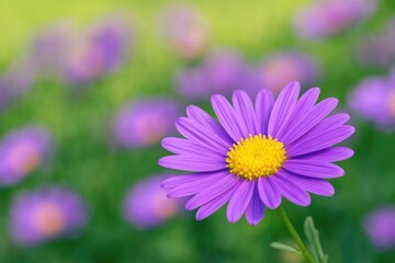 Obraz premium Violet Blossom