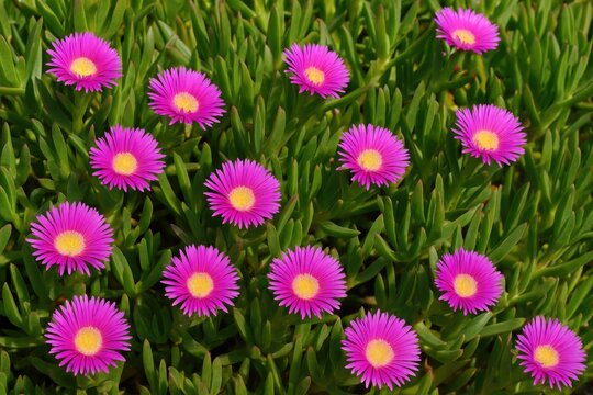 Vibrant pink pigface succulent plants thriving along coastlines