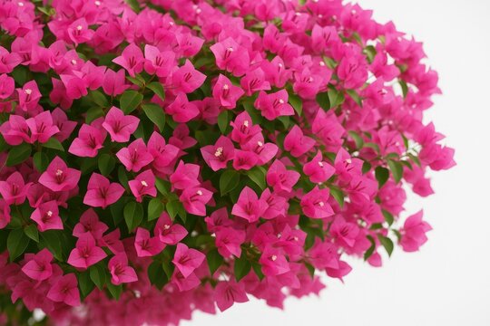 Vibrant Pink Begonvil Blossom