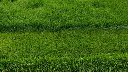 Mowing overgrown lawn, part of grass has been cut off. Contrast of vibrant green grass, featuring perfectly mowed section next to overgrown area. Transformation of unkempt lawn after lawnmowers pass