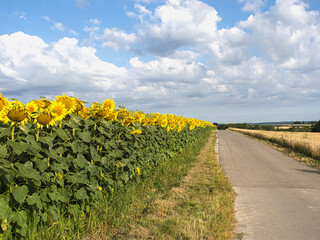 A road runs through a field of yellow sunflowers