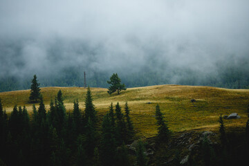 Misty landscape with rolling hills and pine trees amidst morning fog