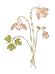 Bright wildflower bouquet. Aquilegia or columbine flowers and buds. Blooming wild plant with leaf. Botanical hand-drawn elements for design projects. Vector illustration