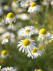 A bunch of white flowers with yellow centers