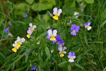 Wild Pansies in Meadow Close-up of Colorful Flowers in Nature