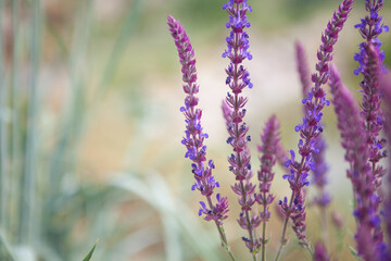Floral background  Macro Salvia Sage herb flower Nature Sage plant Garden