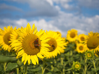 A yellow sunflower with a butterfly in the center
