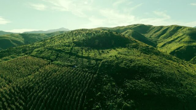 Aerial of Green Plantations in Bukit Premium, East Java, Indonesia
