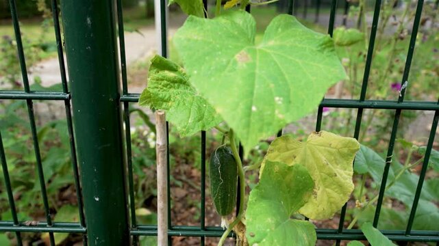 Slow Motion Vertical Pan of Pickling Cucumber Vine on Fence, Showing Flowering and Ripening Stages in City Garden