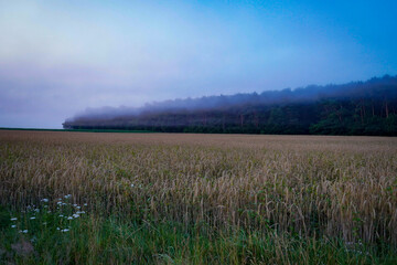 A wide field in front of a misty forest at dusk. The atmosphere is peaceful and tranquil, near the...