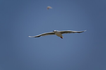 slender billed gull (Chroicocephalus genei) wild birds of Tunisia