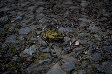 A frog sits on a rough gravel road. This close-up highlights the contrast between nature and the...