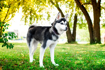 Alaskan Klee Kai dog stands sideways on the grass against a blurred background of trees. The dogs...