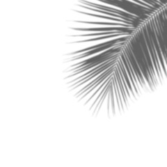 Realistic Tree Shadow transparent background
