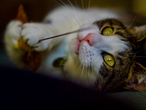 Tabby cat playing at home