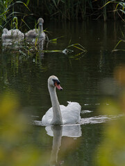 A swan is swimming in a pond