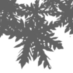 Realistic Tree Shadow transparent background