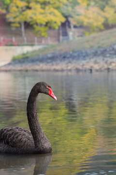 black swan on a lake