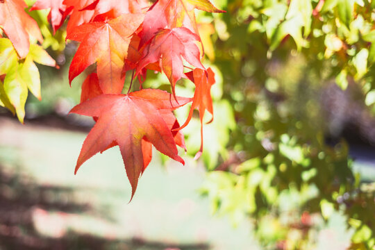 Fototapeta Autumn leaves