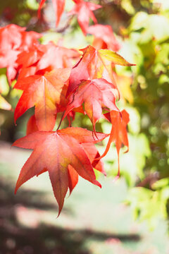 Fototapeta Autumn leaves