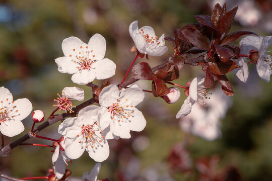 white apricot blossom in spring