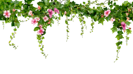 floral garland with vibrant pink blossoms and lush green leaves isolated on white background