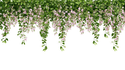 Delicate pink flowers and lush green leaves gracefully cascading down isolated on white background