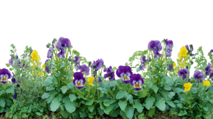  Pansies flourishing in garden isolated on white background