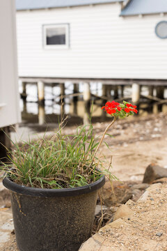 Red geranium flower in pot of weeds beside boat houses