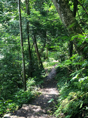A scenic view of a narrow, winding path leading through a dense green forest, with sunlight filtering through the lush canopy. The image captures the tranquility and natural beauty of a vibrant woodla