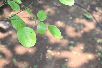 Red sandalwood leaf. Its common names red sanders, red saunders, Yerra Chandanam, Chenchandanam, Pterocarpus santalinus, Rakta Chandana, and rakto chandon. This is a species of Pterocarpus endemic.
