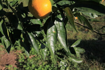 Jeju Tangerine Hanging on Tree with Shiny Leaves